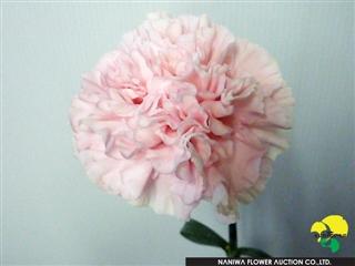 Dianthus caryophyllus Ponimoi.jpg